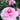 Chansonette's Blush Camellia - Monrovia