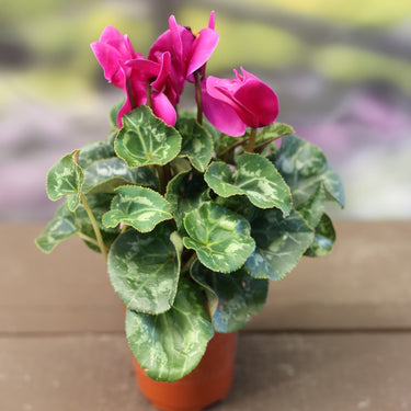 Cyclamen - 4 inch
