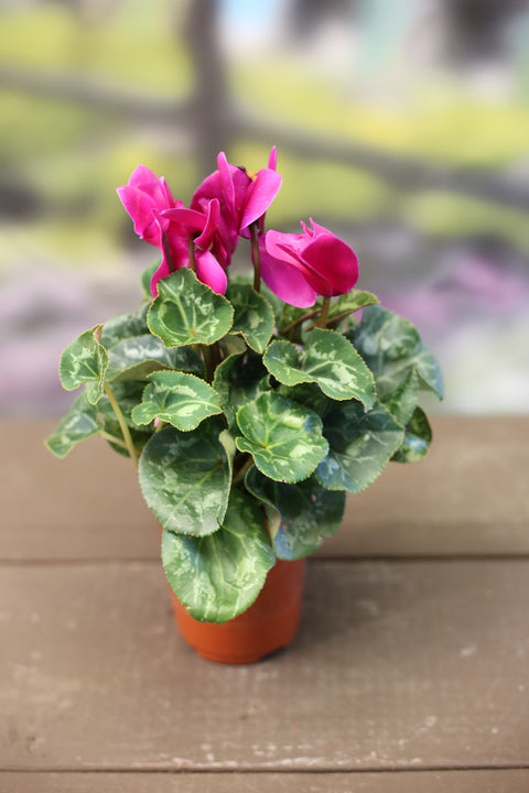 Cyclamen - 4 inch