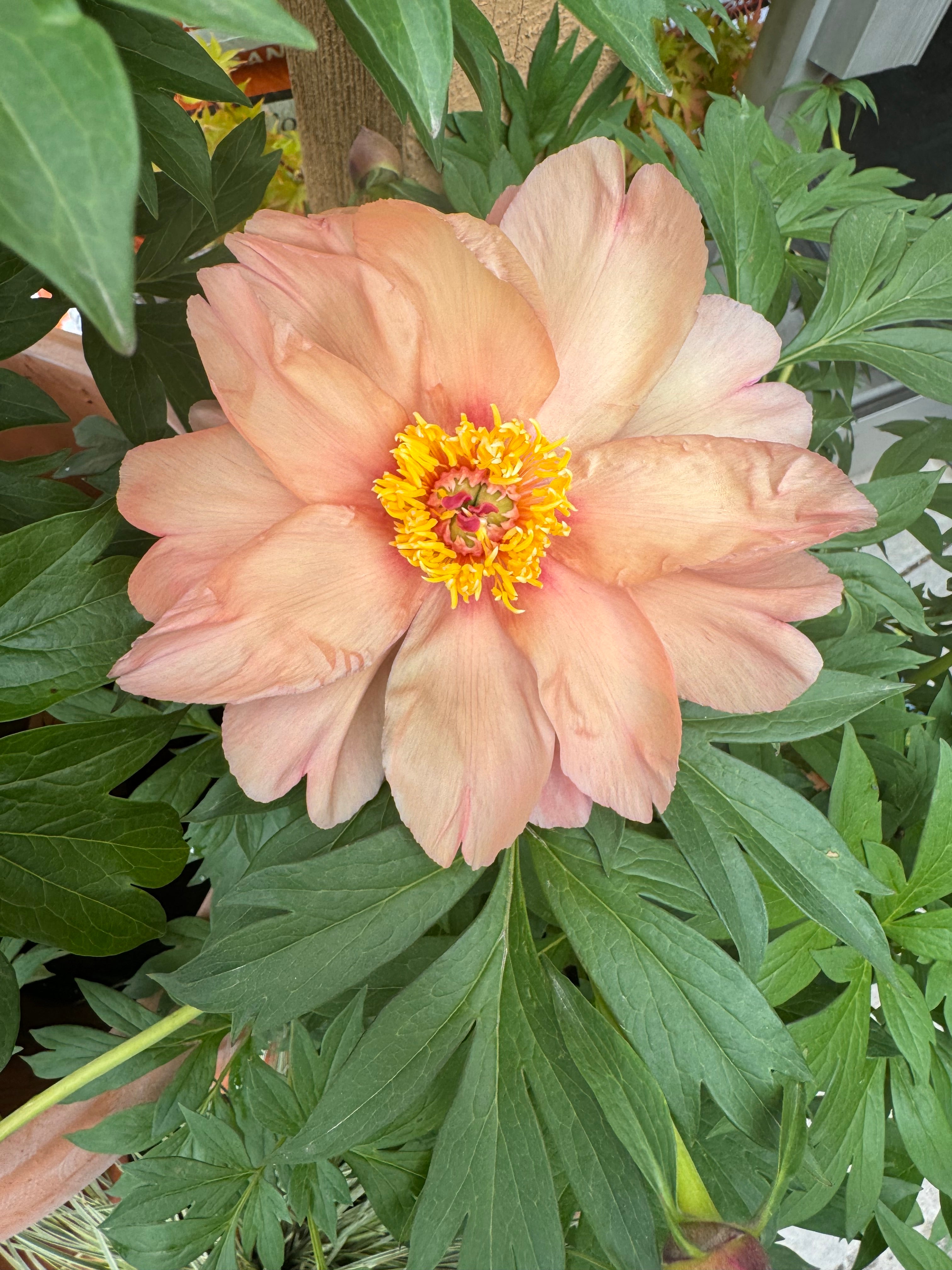 Paeonia Itoh Garden Candy Summer Sunset - Thumbnail 2