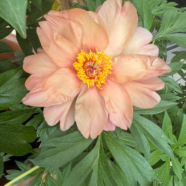 Paeonia Itoh Garden Candy Summer Sunset - Monrovia