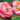 Digital Every Shade of Love eGift Card