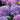 Digital Hydrangea Wishes eGift Card