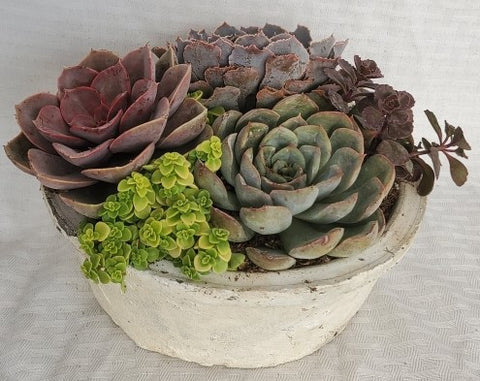 Aged Dish Italian Pot With Succulent  - 8 Inch