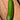 Cucumber Beit Alpha