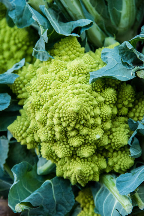 Broccoli Romanesco