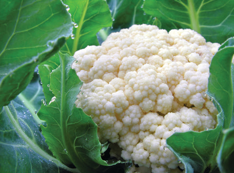 Early Snowball Cauliflower