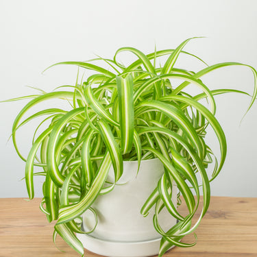 Chlorophytum Bonnie Spider Plant