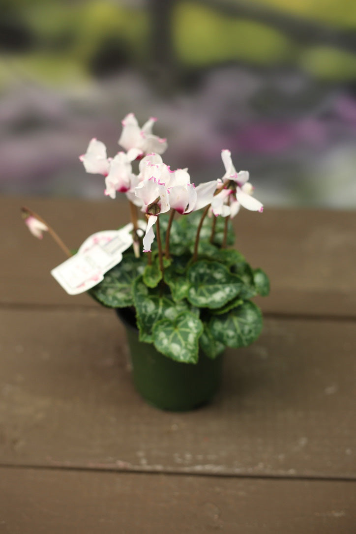 Cyclamen Absolu de Morel – Armstrong Garden Centers
