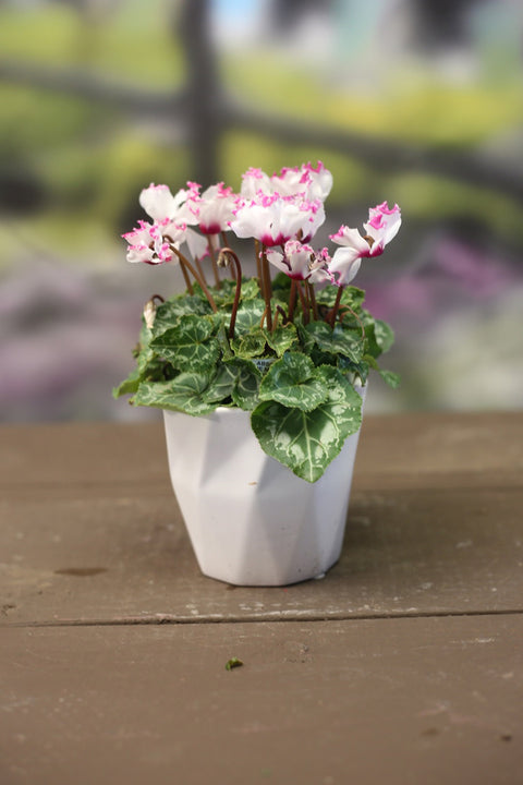 Cyclamen Absolu de Morel