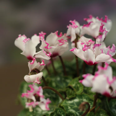 Cyclamen Absolu de Morel