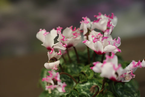 Cyclamen Absolu de Morel