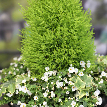 Lemon Cypress Cone Planter with Ivy & Bacopa – 15"