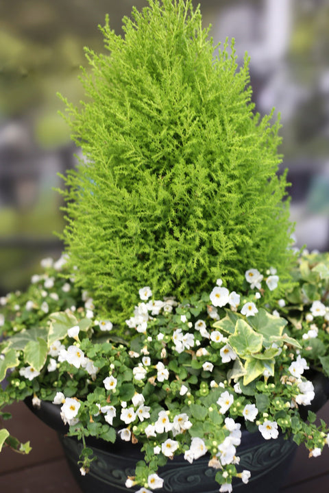Lemon Cypress Cone Planter with Ivy & Bacopa – 15"