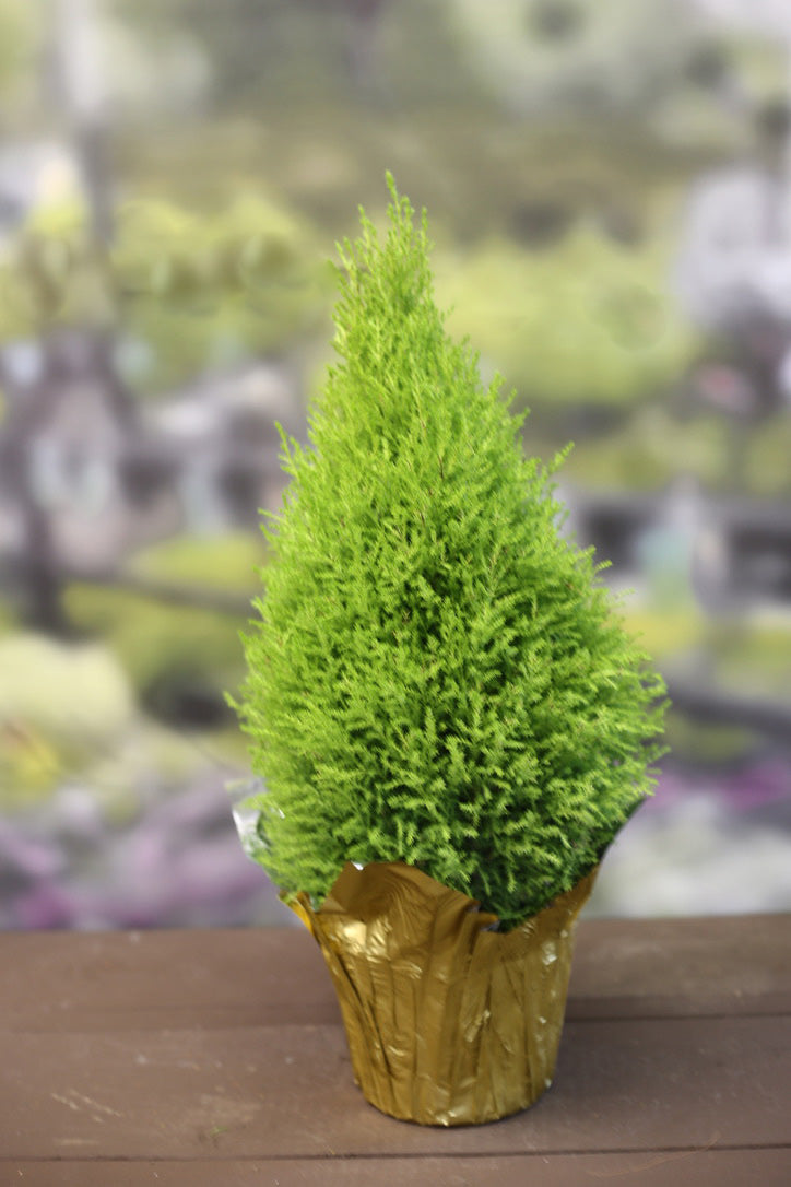 Lemon Cypress Cone in Pot Cover