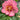 Garden Candy™ Peach-A-Licious™ Itoh Peony - Monrovia