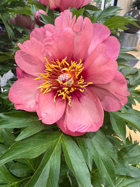 Garden Candy™ Peach-A-Licious™ Itoh Peony - Monrovia – Armstrong