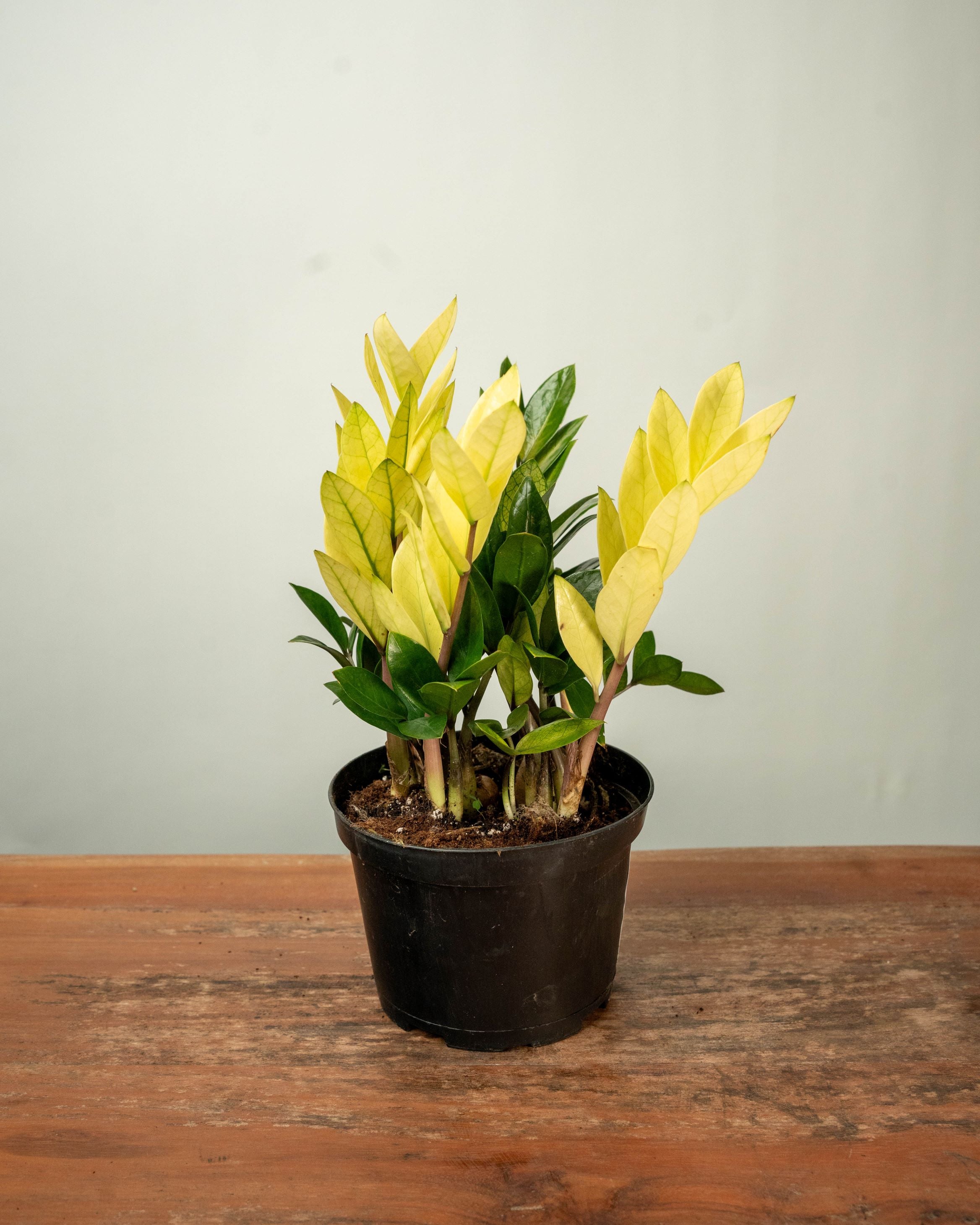 Zamioculcas Zamifolia Cameleon - Thumbnail 3