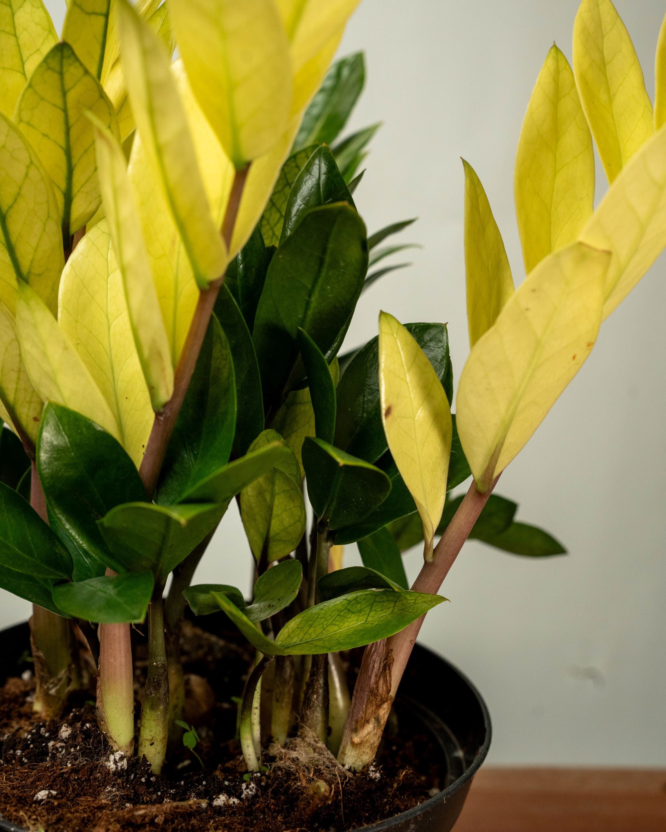 Zamioculcas Zamifolia Cameleon - Thumbnail 2