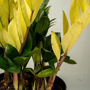 Zamioculcas Zamifolia Cameleon