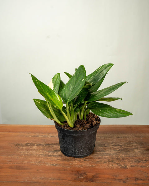 Monstera Albo Variegata