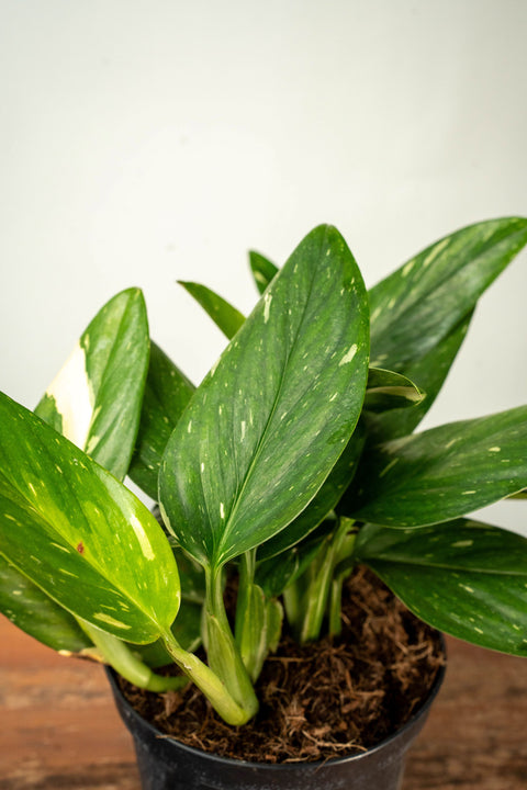 Monstera Albo Variegata