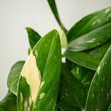 Monstera Albo Variegata