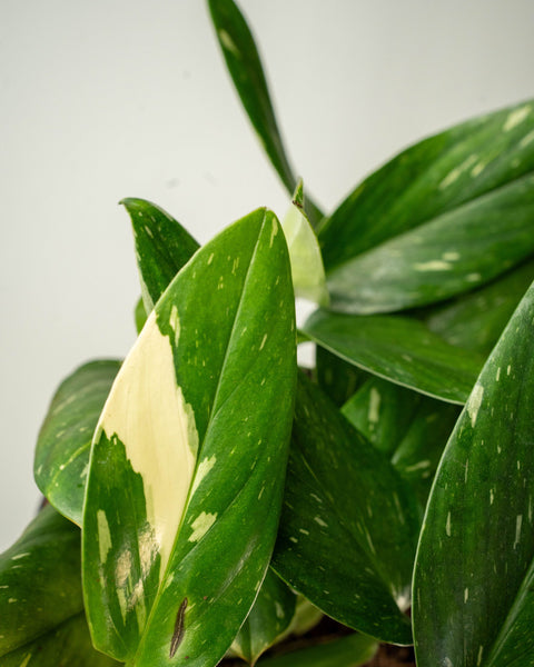 Monstera Albo Variegata