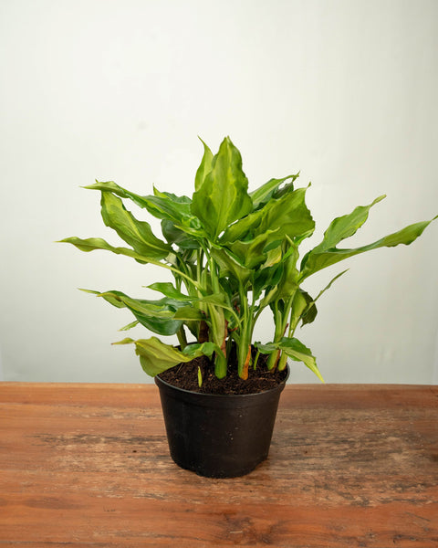 Aglaonema Spathonema