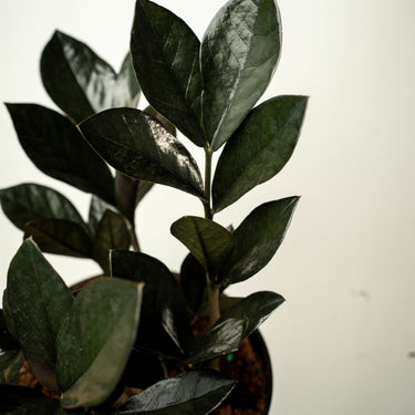 Zamioculcas Zamifolia Raven
