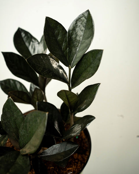 Zamioculcas Zamifolia Raven