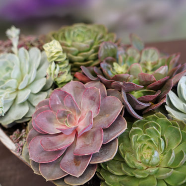Succulents in Wooden Trough Planter