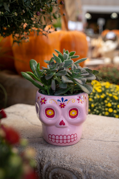 Succulent Sugar Skull planter 4"