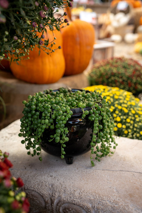 Cauldron with String of Pearls 6"