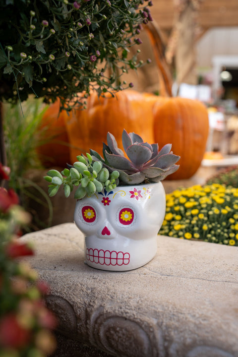 Succulent Sugar Skull planter 4"