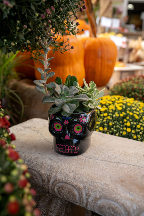 Succulent Sugar Skull planter 4"