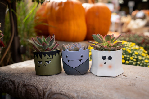 Goblin Succulent Planters