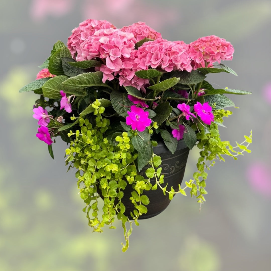 Hydrangea Pink, Sunpatiens, Lysimachia Combo Planter