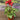 Cyclamen - 4 inch
