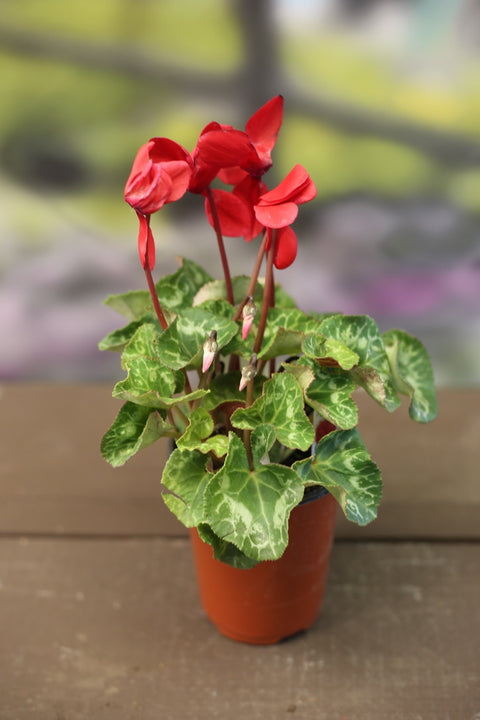 Cyclamen - 4 inch