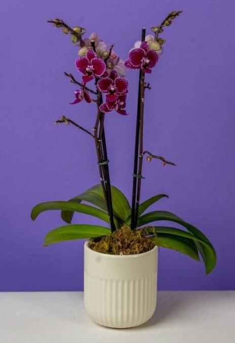 Phalaenopsis Mini Assortment - Thumbnail 5