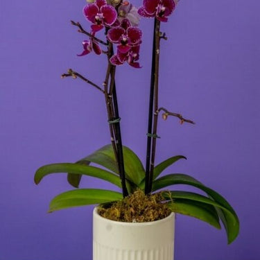 Phalaenopsis Mini Assortment in 3" Ceramic Pot