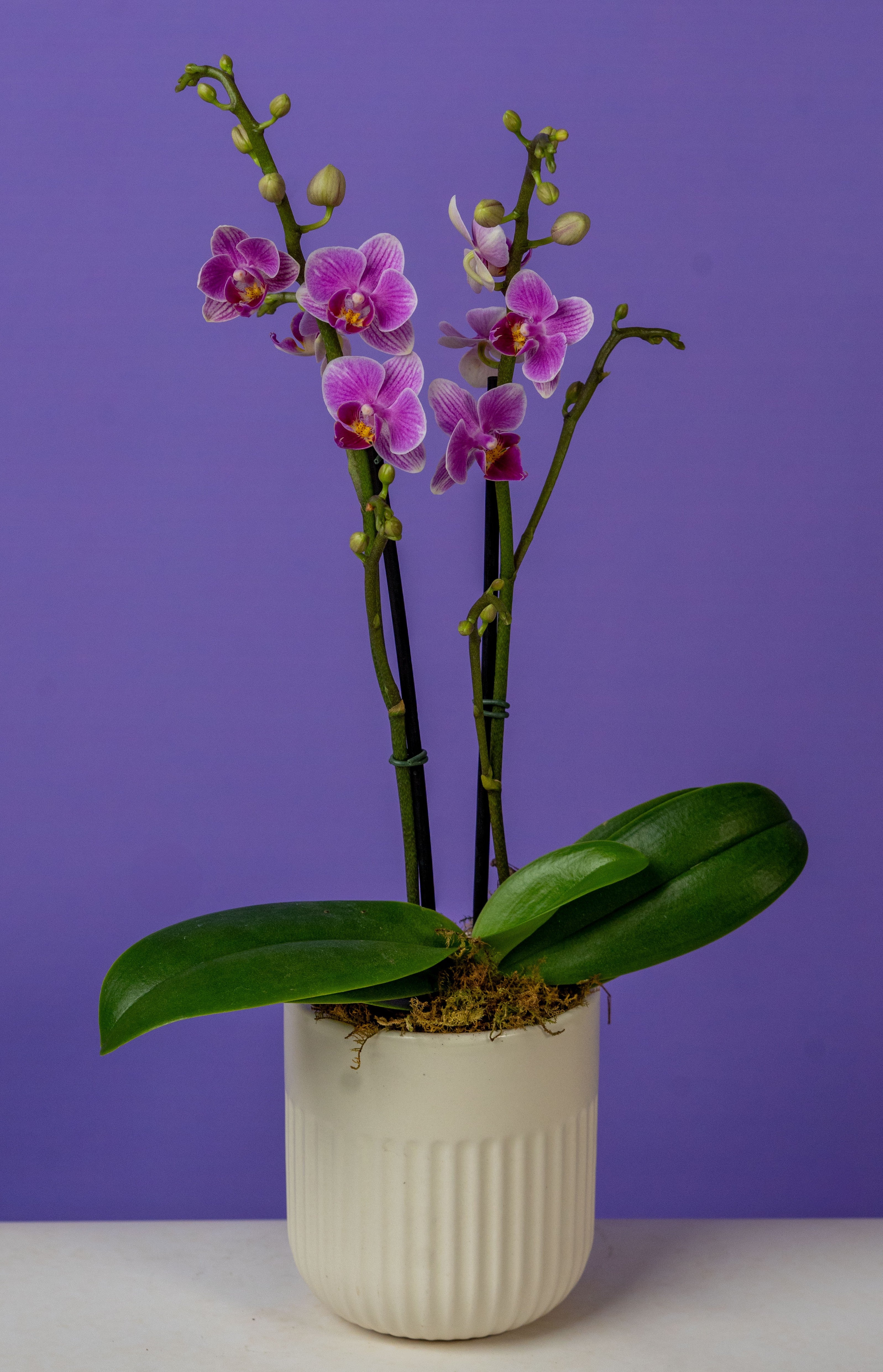 Phalaenopsis Mini Assortment - Thumbnail 2
