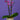 Phalaenopsis Mini Assortment in 3" Ceramic Pot