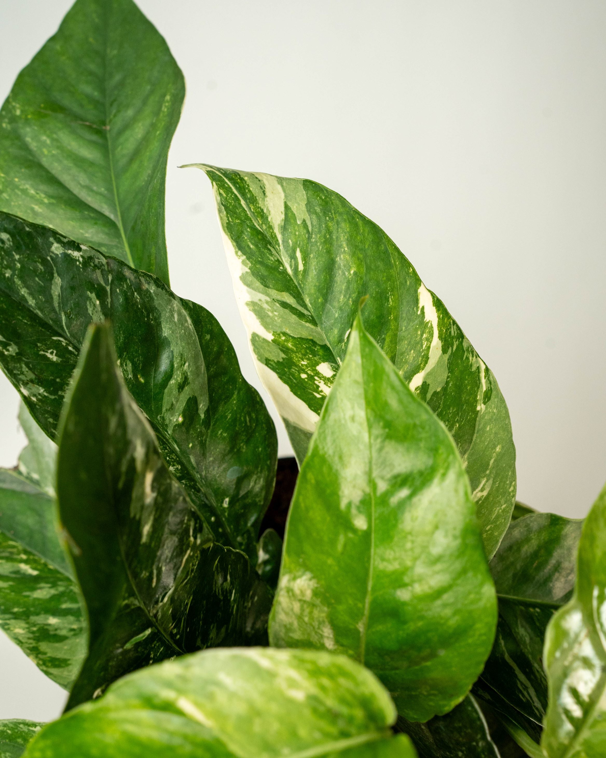 Epipremnum Albo Variegata - Thumbnail 2