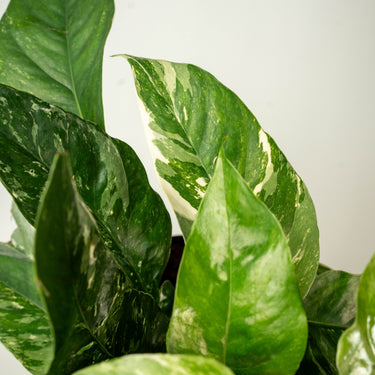 Epipremnum Albo Variegata