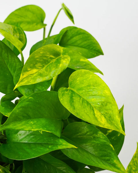 Pothos Bundle with Self-Watering Pot and Soil