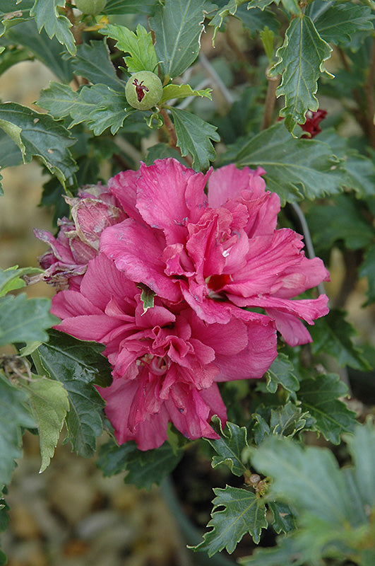 Collie Mullins Rose Of Sharon