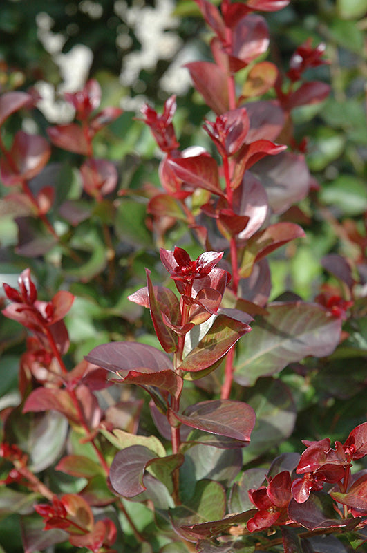 Dynamite Crapemyrtle - Thumbnail 3