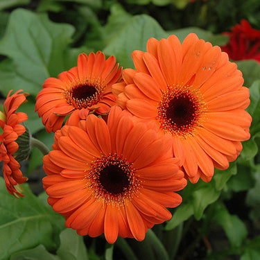 Gerbera Mix - 4 Inch